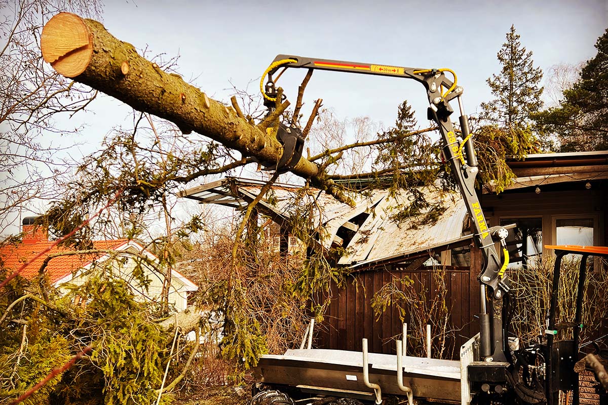 Akut stormträdfällning