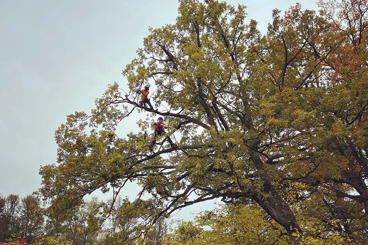 Trädvård & Beskärning