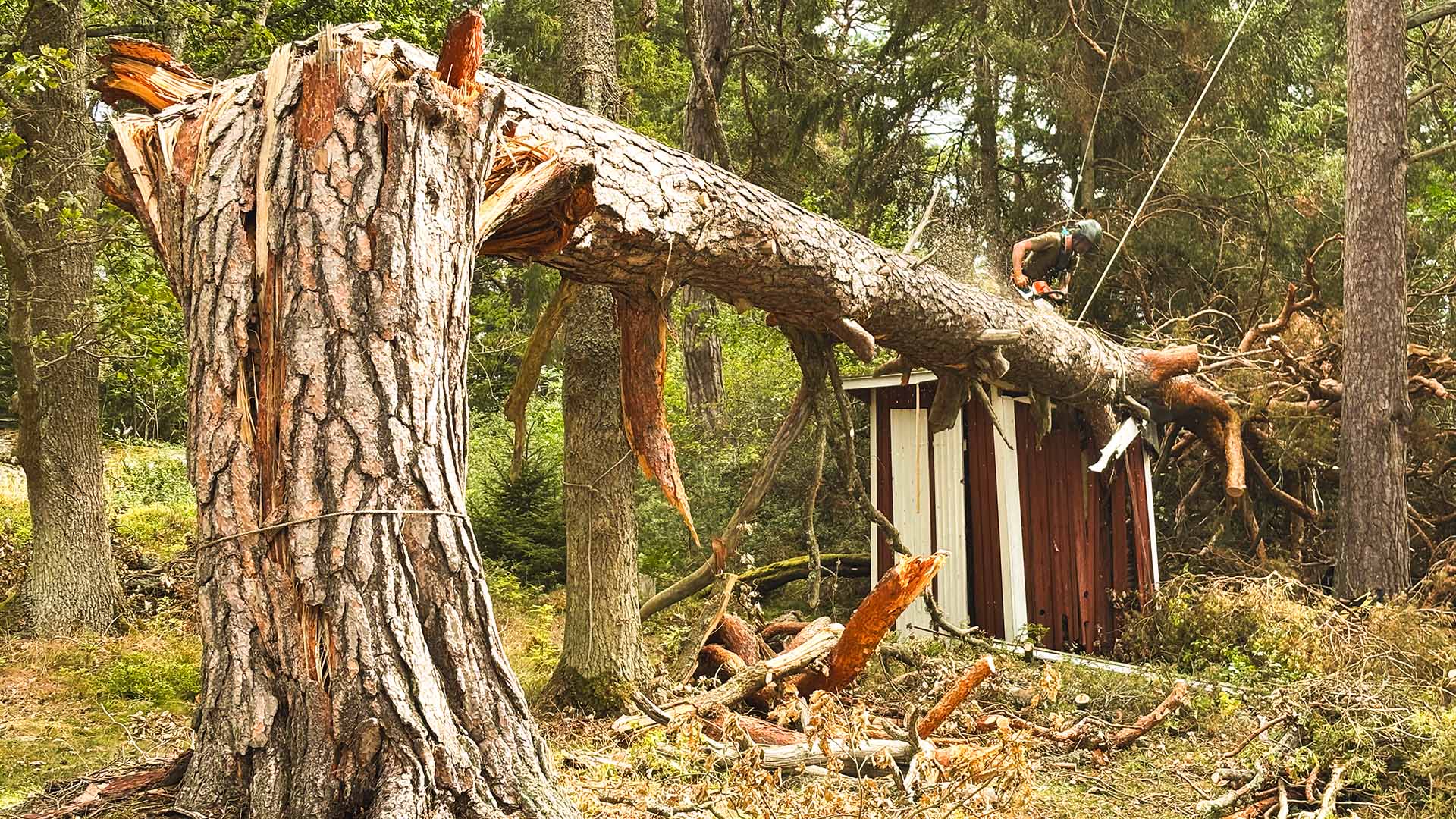 Akut stormträdfällning