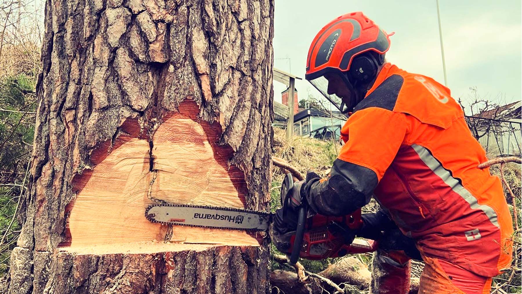 Trädfällning