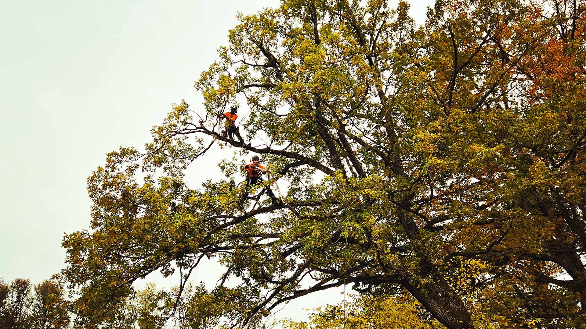 Trädvård & Beskärning
