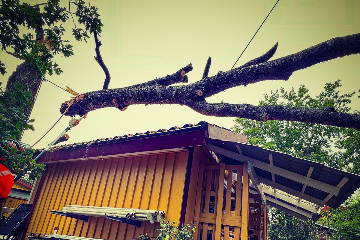 Akut stormträdfällning