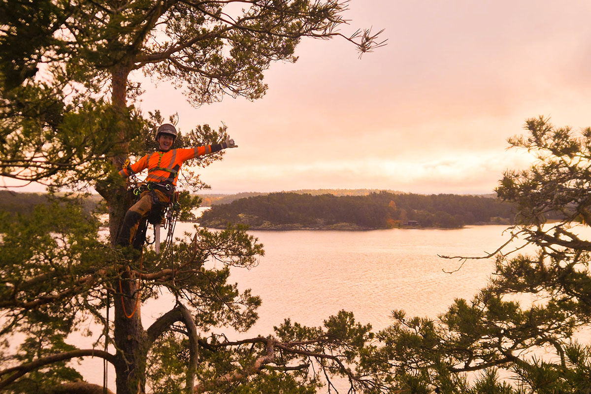 Trädvård & Beskärning