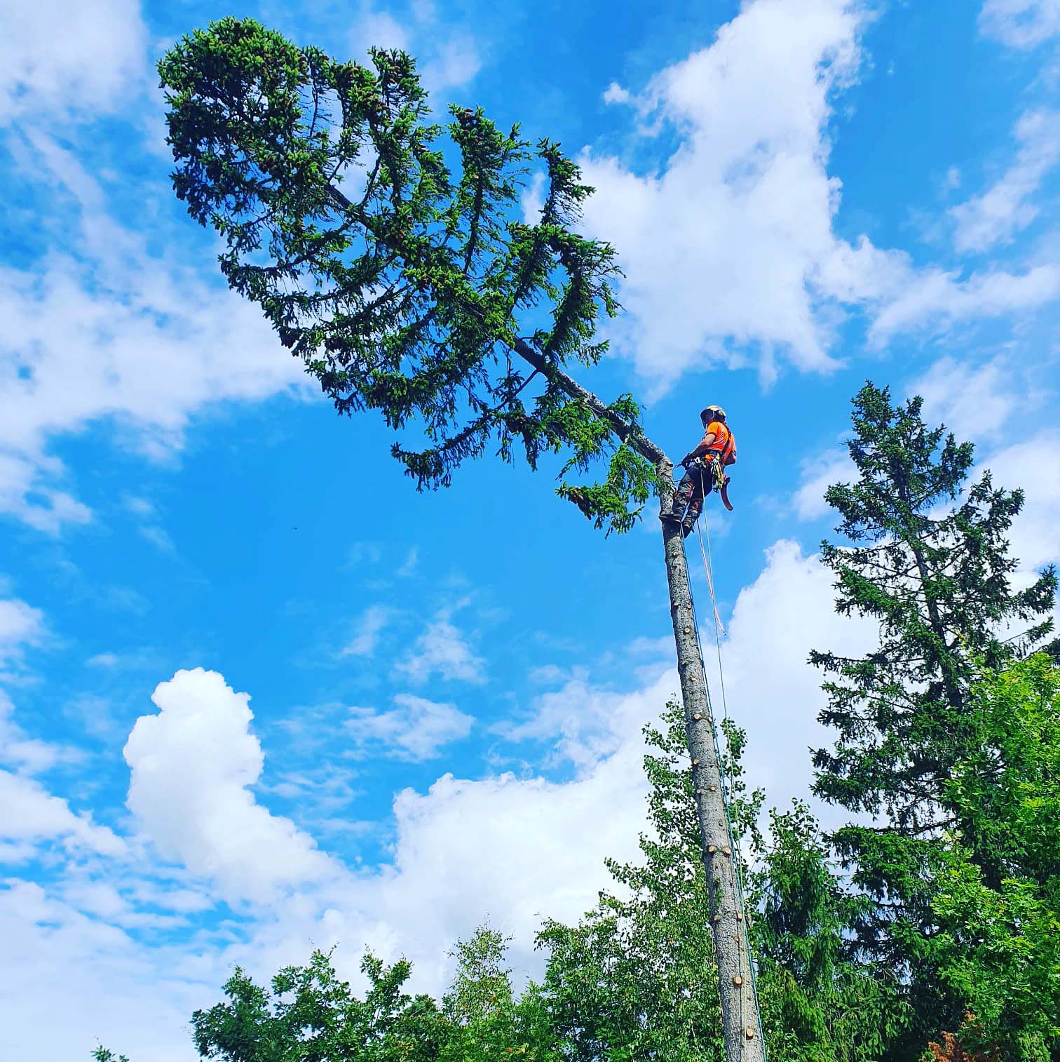 Sektionsfällning i Stockholm