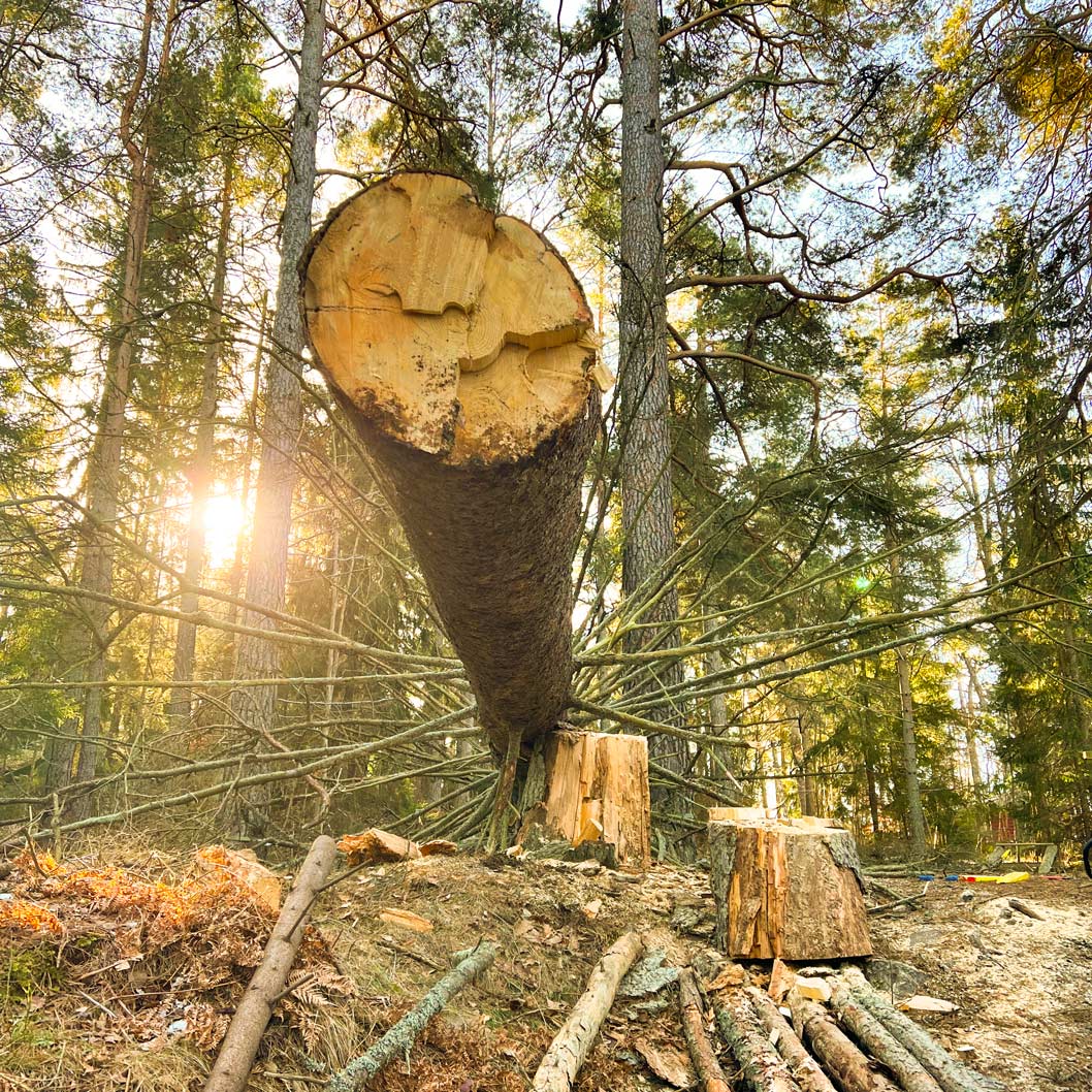 Trädfällning i Stockholm
